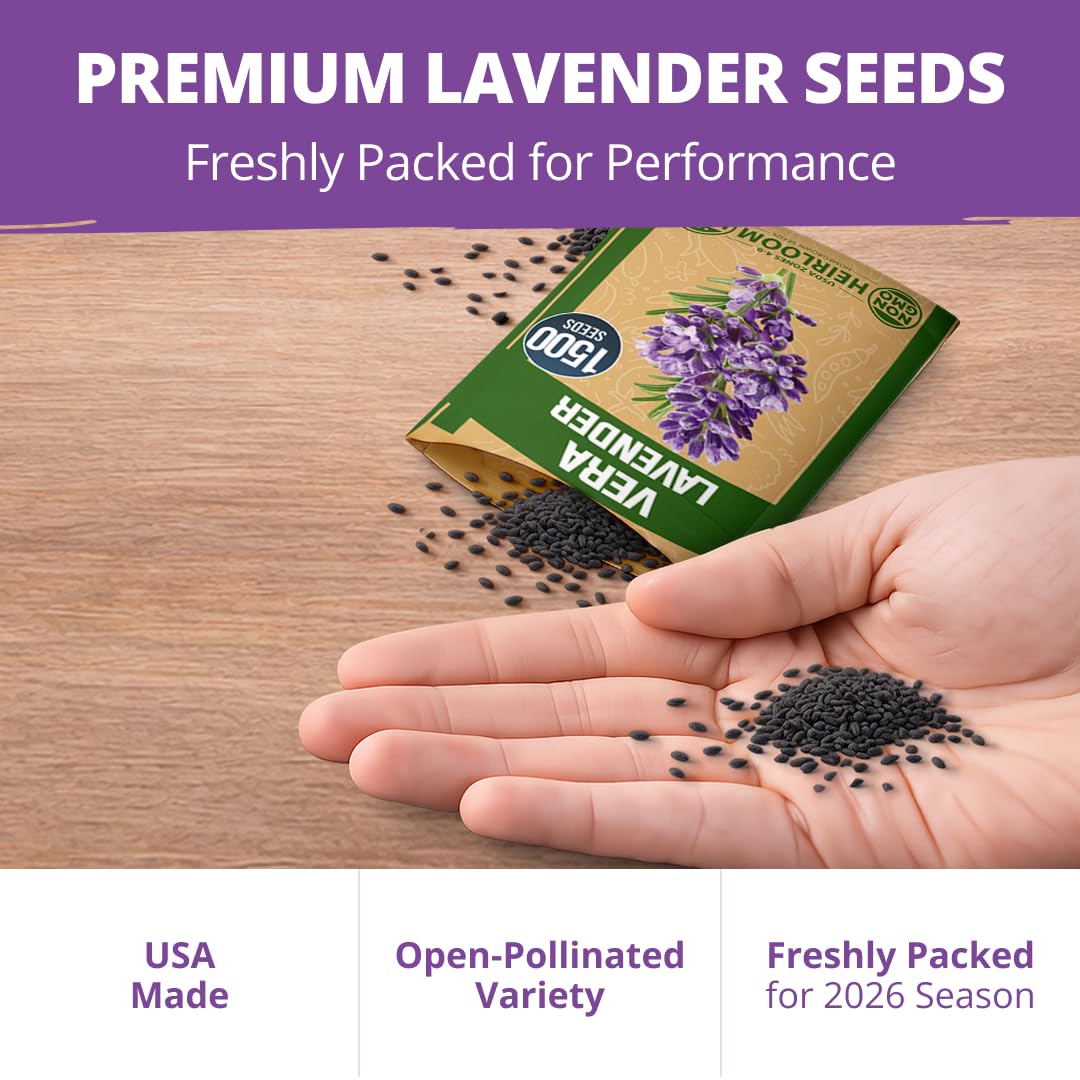 HOME GROWN lavender seeds suit outdoor borders and cottage-style landscapes.
