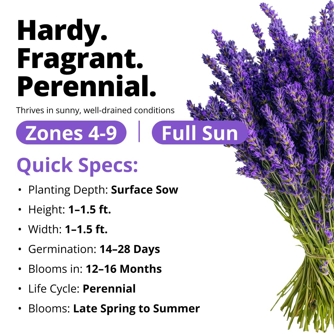 HOME GROWN Lavender Seeds germination-friendly variety supports strong sprouting when correctly stratified.