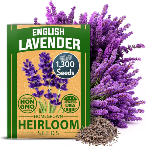 HOME GROWN lavender seeds pack ready for sowing and strong germination potential.