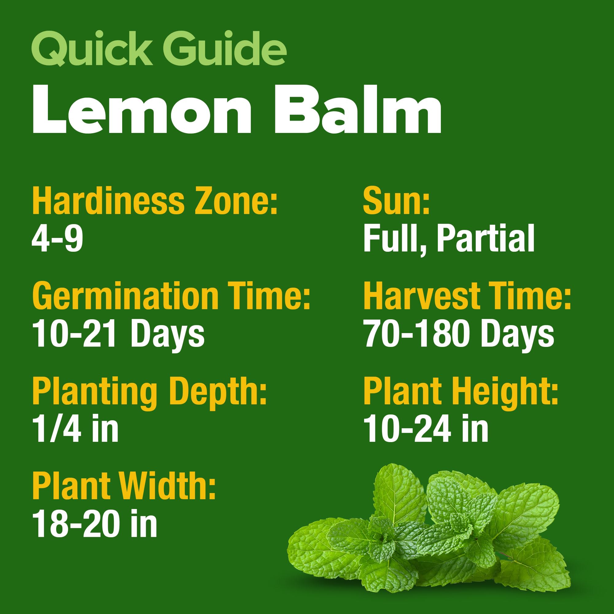 HOME GROWN lemon balm dried leaves for tea and culinary use, with fragrant aroma.