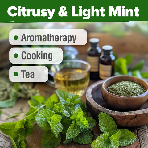 HOME GROWN lemon balm garden seeding for patio or windowsill, starting a fragrant herb patch.