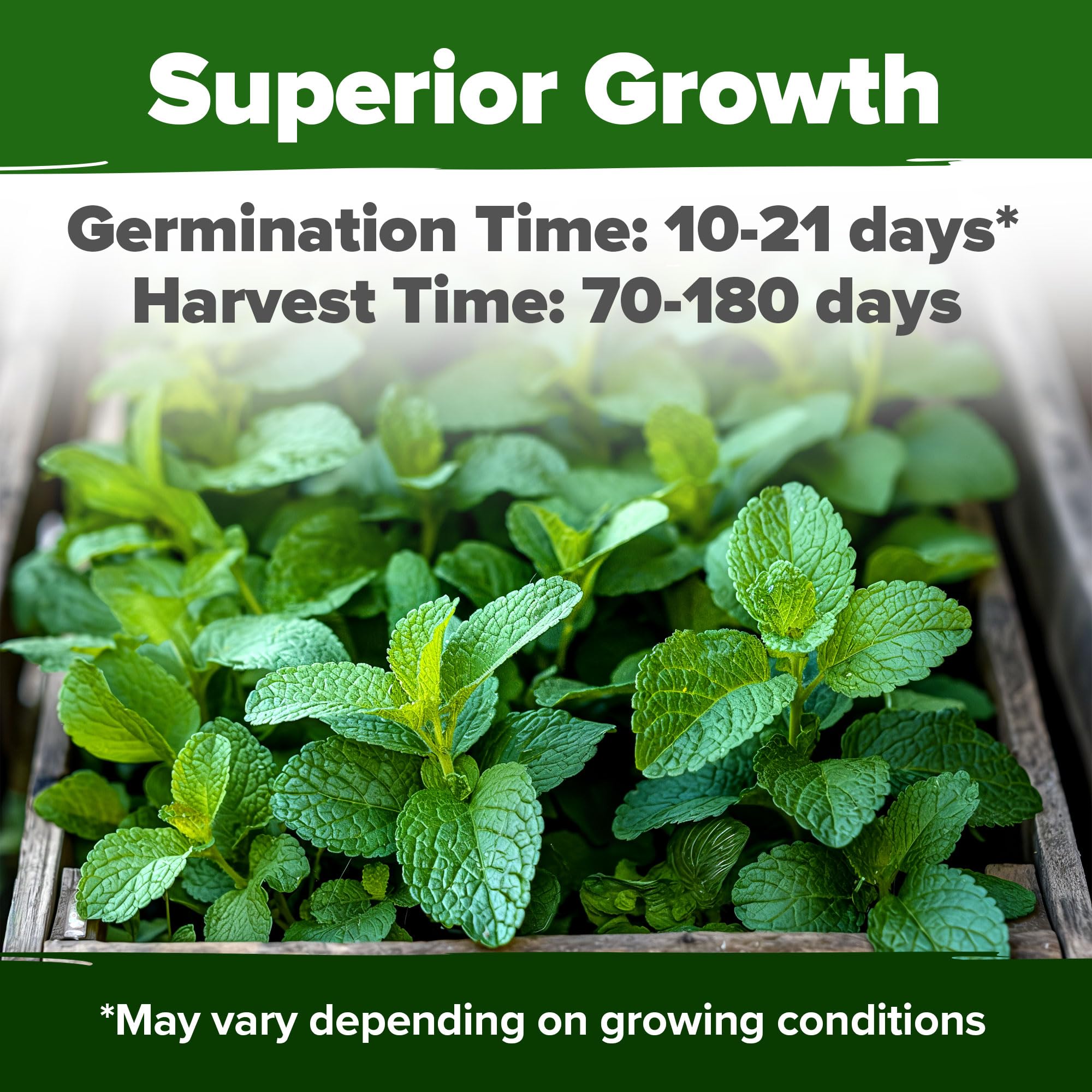 HOME GROWN Lemon Balm Seeds surface-sown germination yields fast, healthy sprouts.
