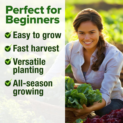 HOME GROWN bibb lettuce seeds for tender leaves ideal in wraps.