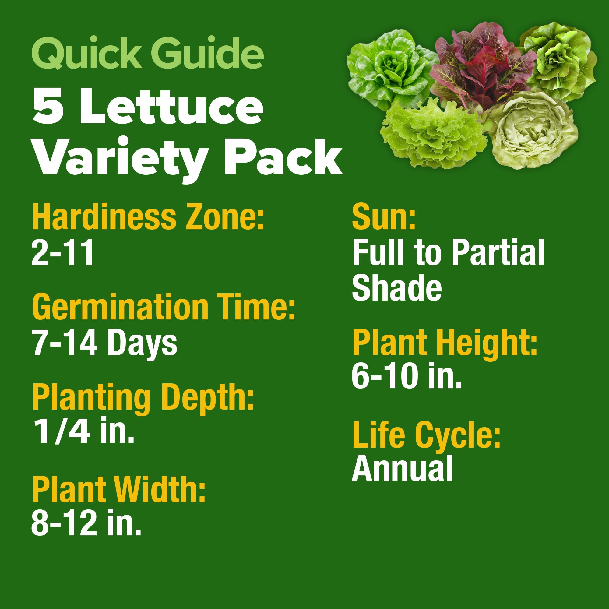 HOME GROWN buttercrunch lettuce seeds for crunchy sandwich greens.