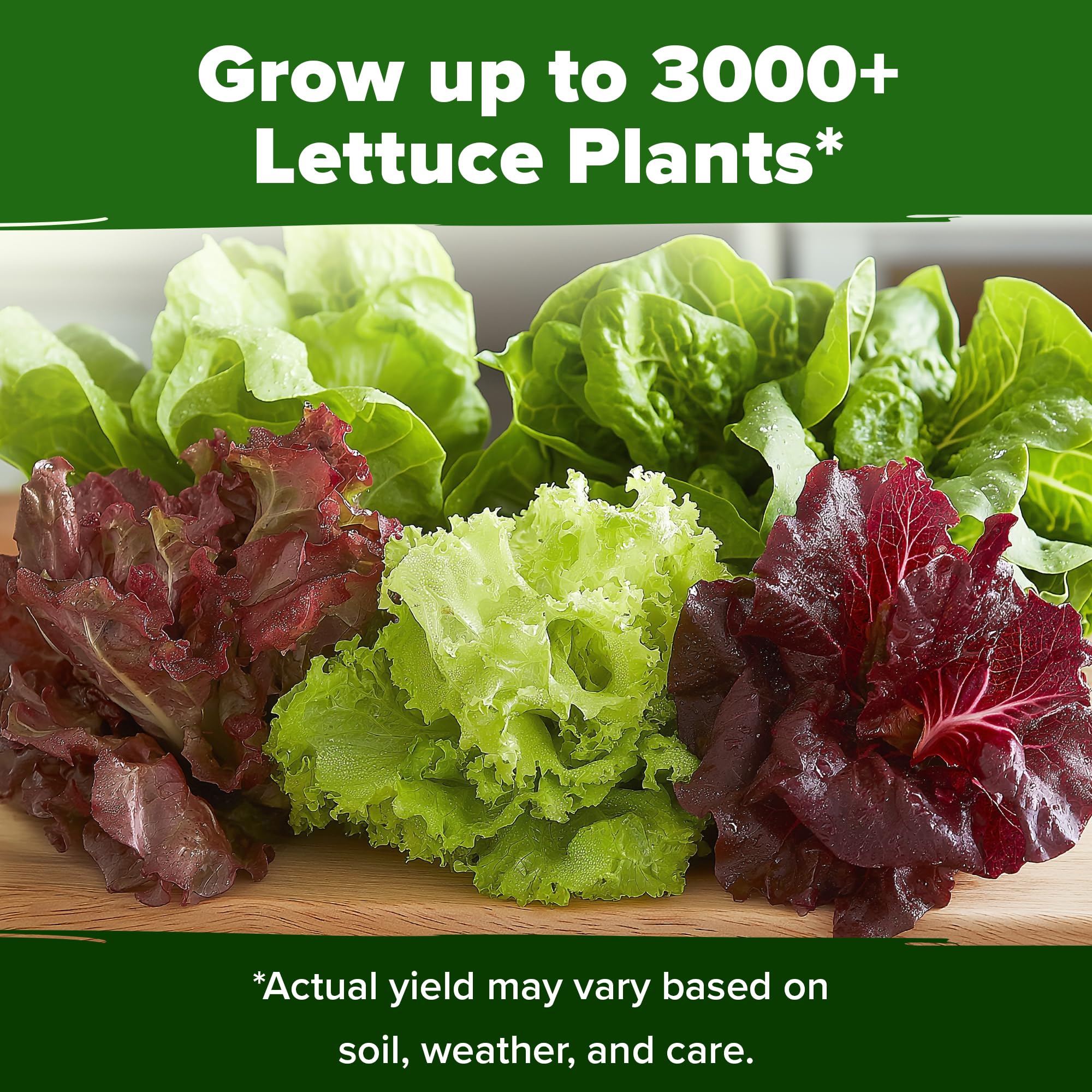 HOME GROWN iceberg lettuce seeds for firm, cool-crisp heads.