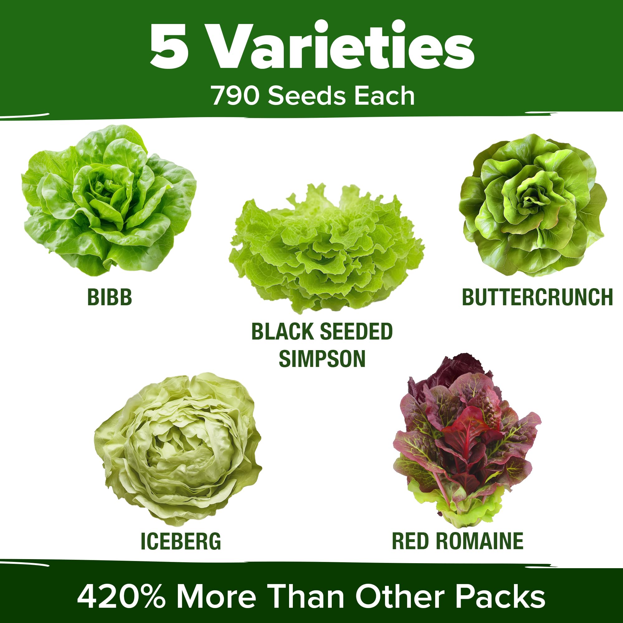 HOME GROWN red romaine lettuce seeds for colorful, crisp salads.