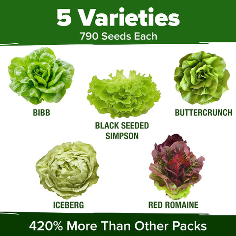 HOME GROWN red romaine lettuce seeds for colorful, crisp salads.