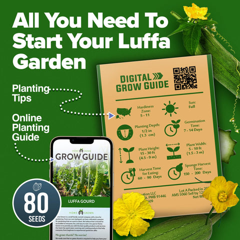 HOME GROWN luffa can become natural sponges when dried.
