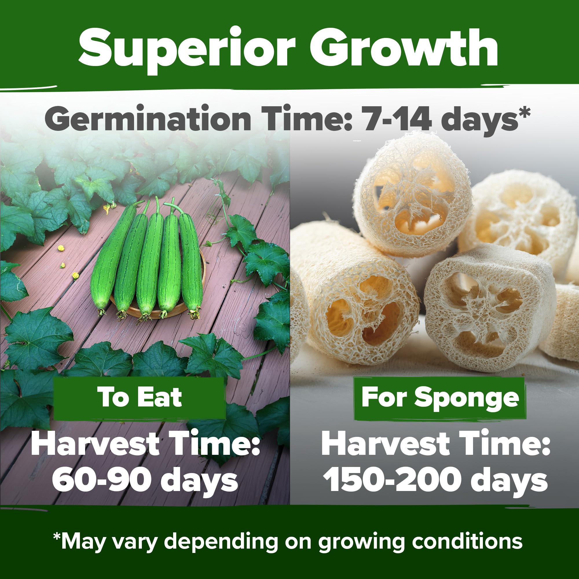 HOME GROWN Luffa seeds are easy to grow, ideal for beginner gardeners.