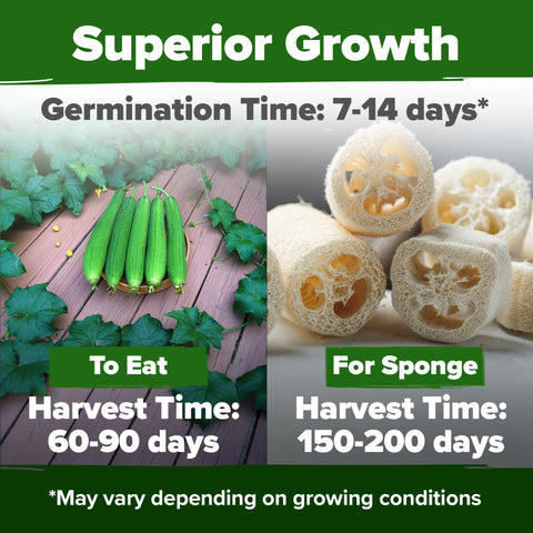 HOME GROWN Luffa seeds are easy to grow, ideal for beginner gardeners.