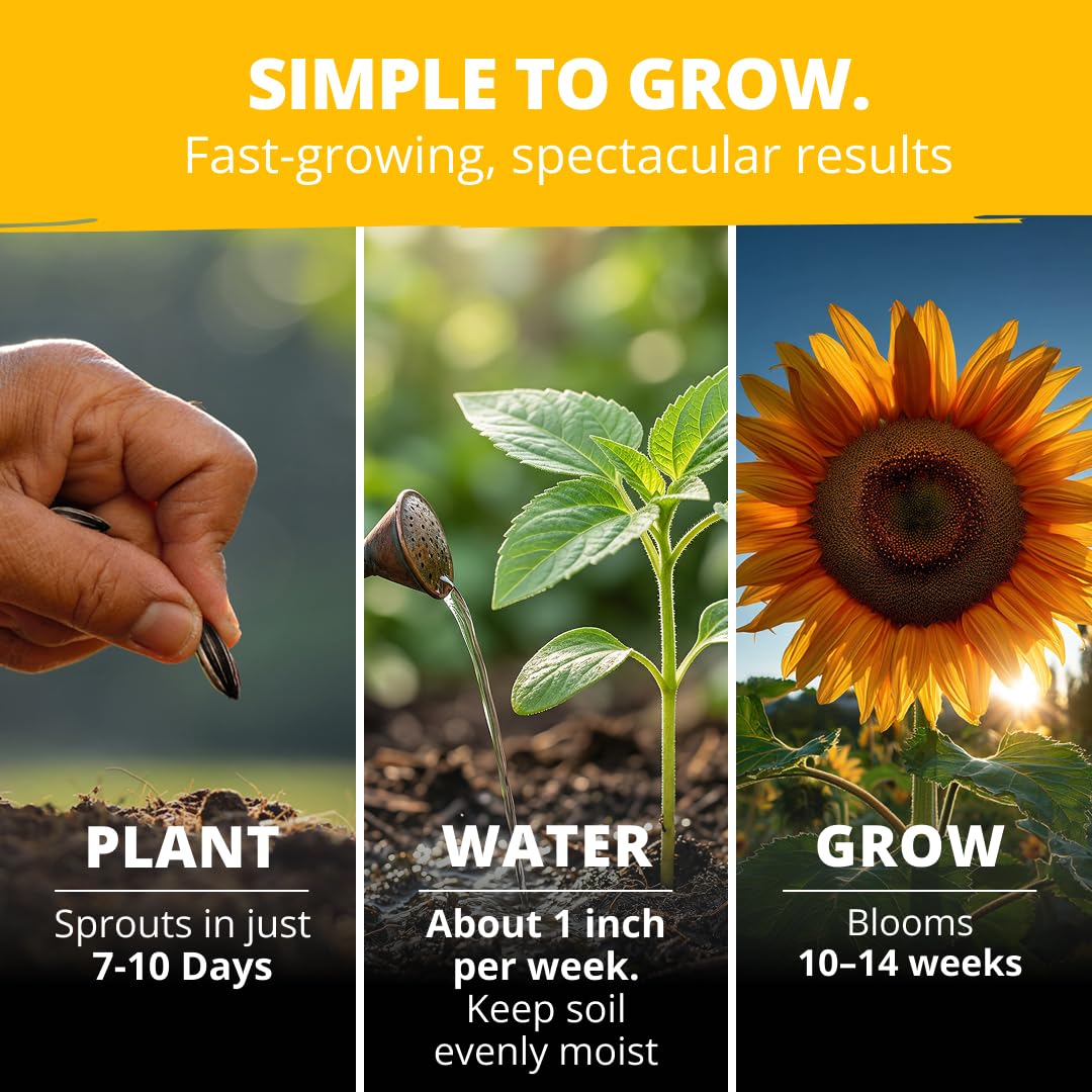 HOME GROWN Mammoth sunflowers germination-ready seeds promoting a vibrant backyard display.