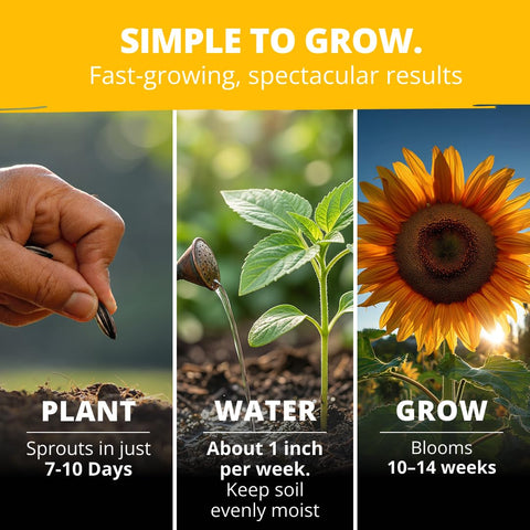 HOME GROWN Mammoth sunflowers germination-ready seeds promoting a vibrant backyard display.