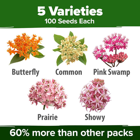 HOME GROWN milkweed seed bag close-up highlighting fresh non-GMO seeds for thriving pollinator beds.