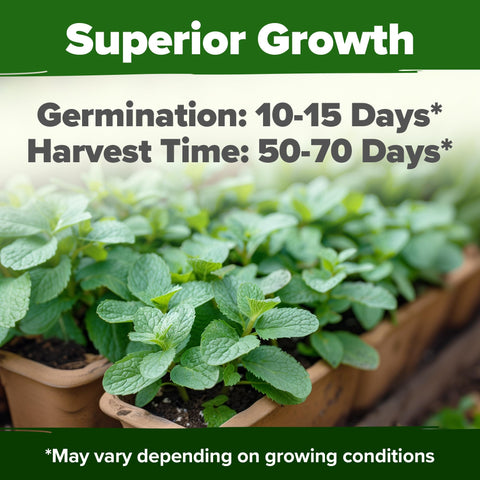 HOME GROWN mint seeds 1800-count pack supports quick herb growth for home cooks.