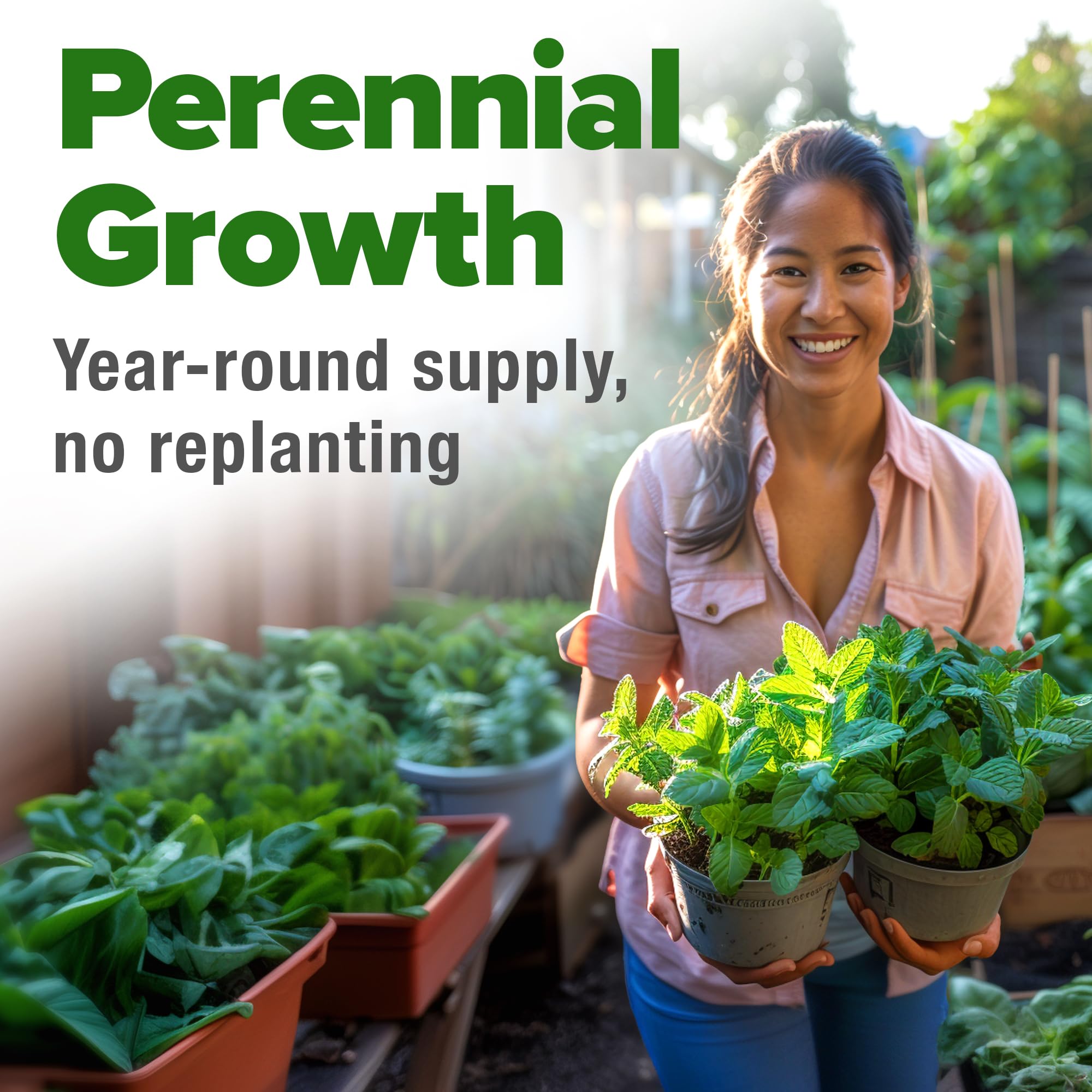 HOME GROWN mint seeds promote fast germination for early harvests.