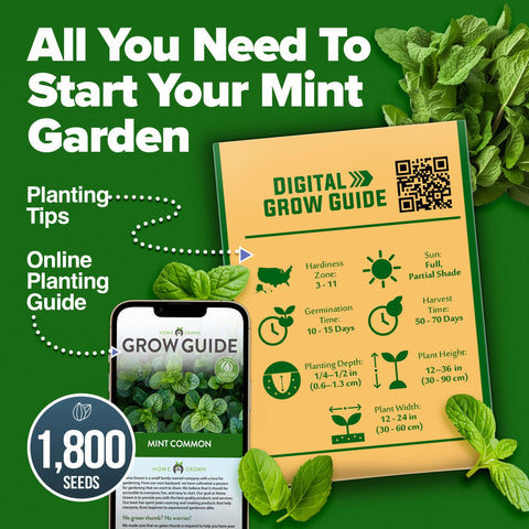 HOME GROWN mint seeds tea garden starter for fresh herbal beverages.