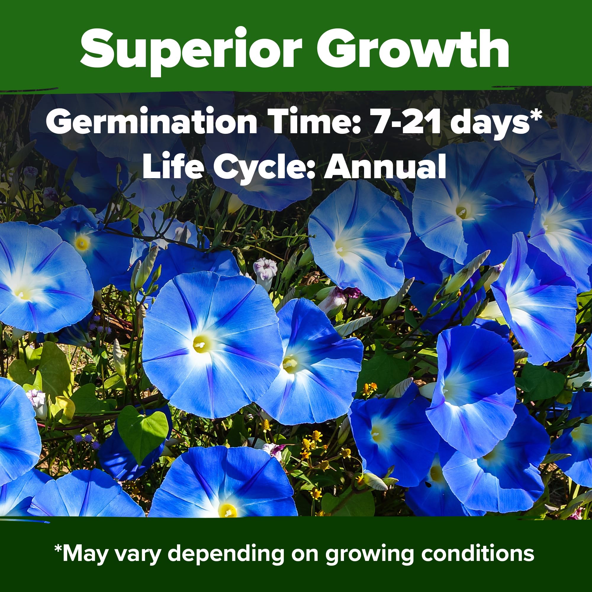 HOME GROWN Morning Glory seedling start — easy germination for busy gardeners.