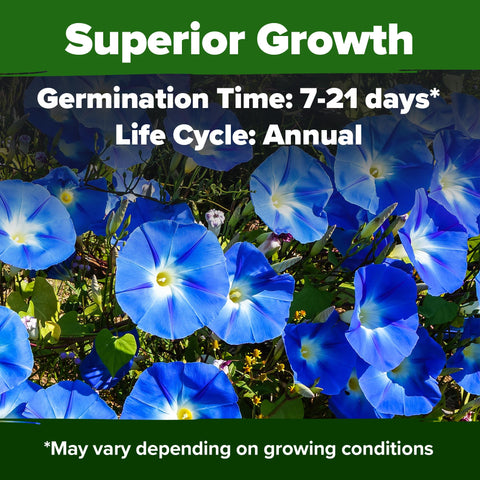 HOME GROWN Morning Glory seedling start — easy germination for busy gardeners.