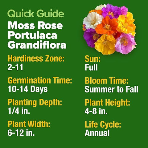 HOME GROWN moss rose seeds variety blooms display in red pink orange yellow white purple