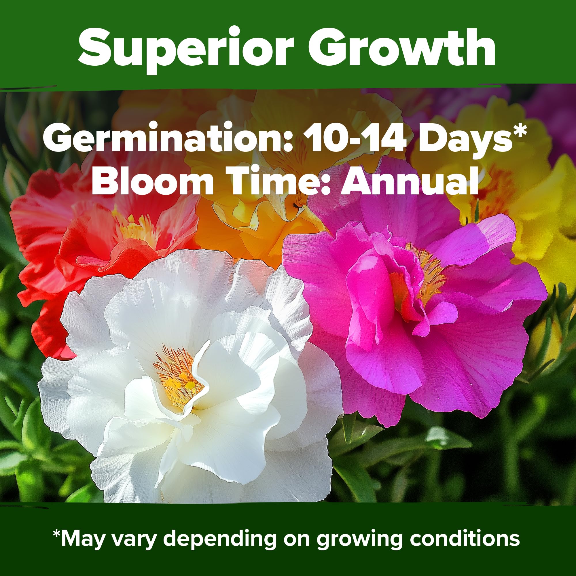 Home Grown Moss Rose Seeds Bulk Pack thrives in dry soil with minimal watering.