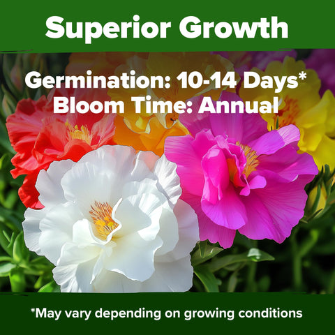 Home Grown Moss Rose Seeds Bulk Pack thrives in dry soil with minimal watering.