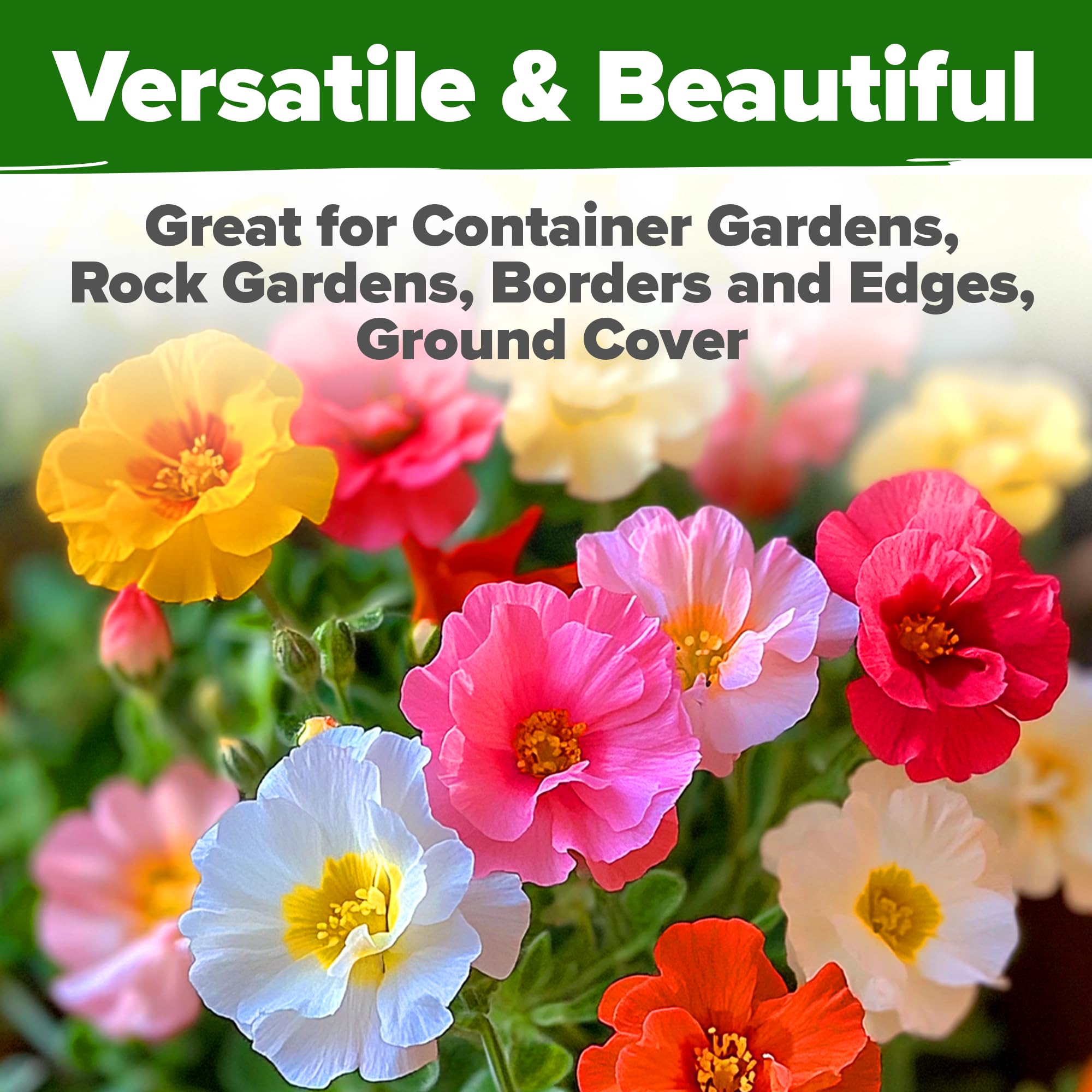 Home Grown Moss Rose Seeds Bulk Pack attracts bees and butterflies for a lively garden.