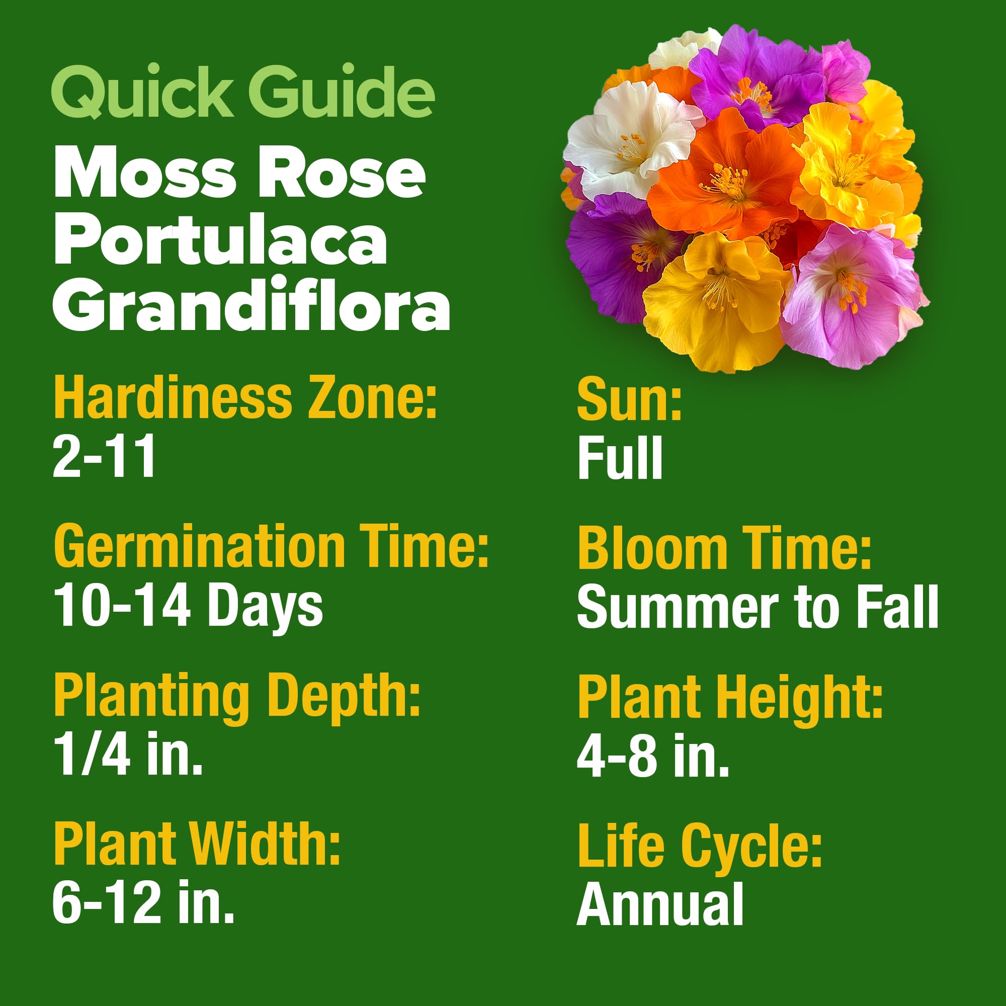 Home Grown Moss Rose Seeds Bulk Pack sunlit garden display demonstrates drought-tolerant ground cover.