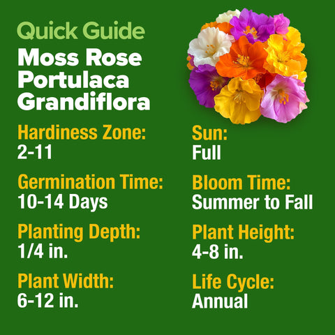 Home Grown Moss Rose Seeds Bulk Pack sunlit garden display demonstrates drought-tolerant ground cover.