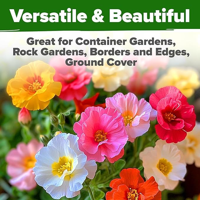 HOME GROWN moss rose seeds drought-tolerant flowers ideal for water-wise gardens