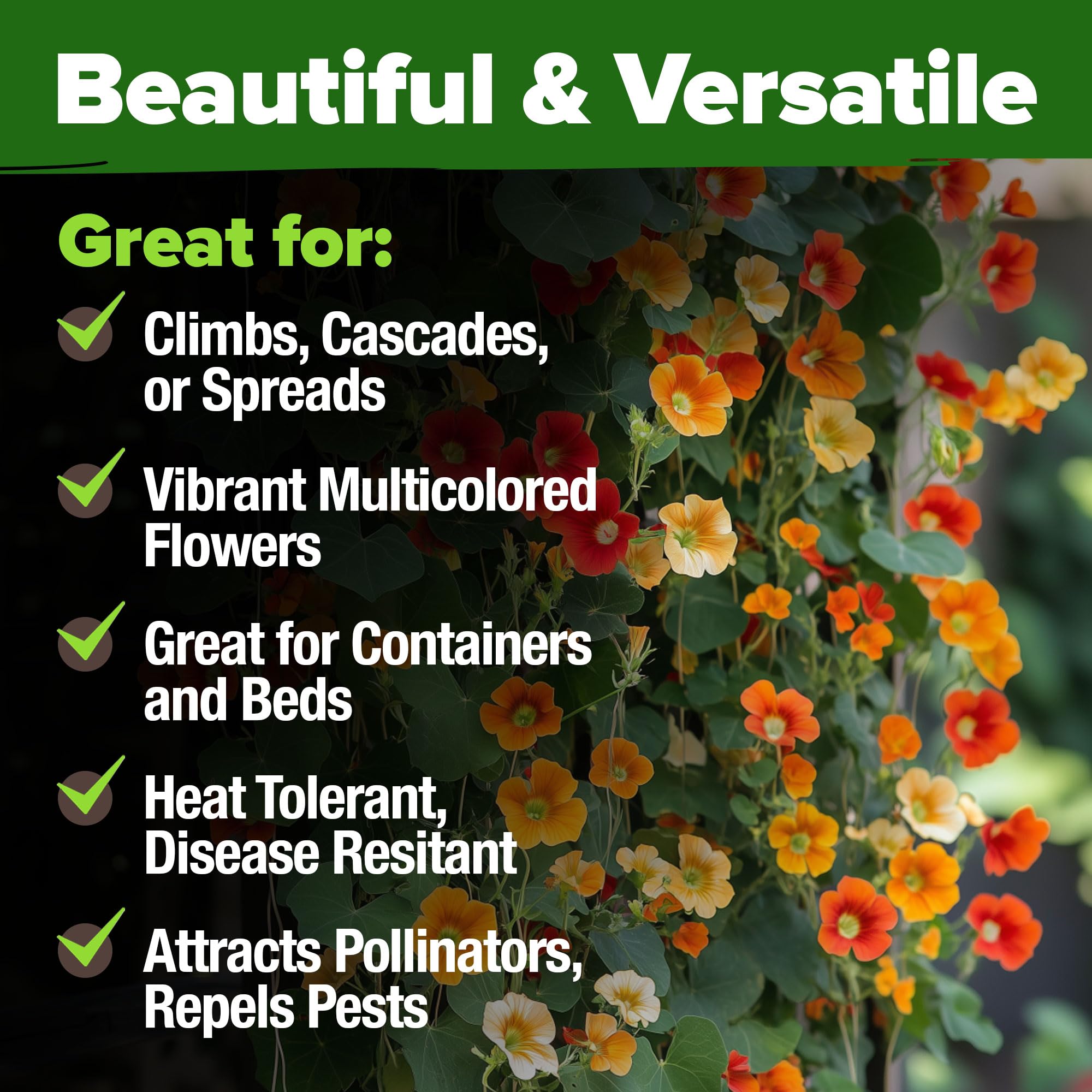 Bright Nasturtium flowers attract pollinators like bees and hummingbirds.
