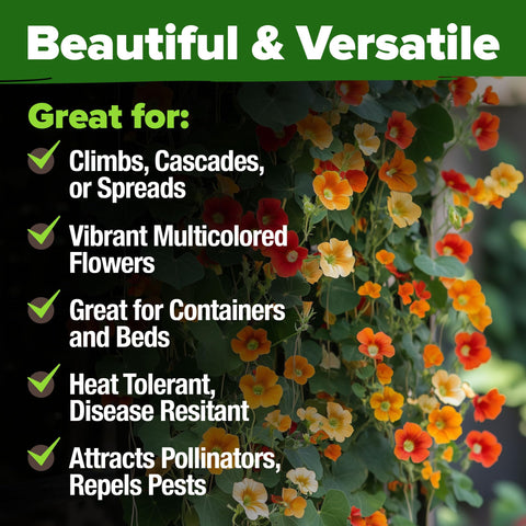 Bright Nasturtium flowers attract pollinators like bees and hummingbirds.