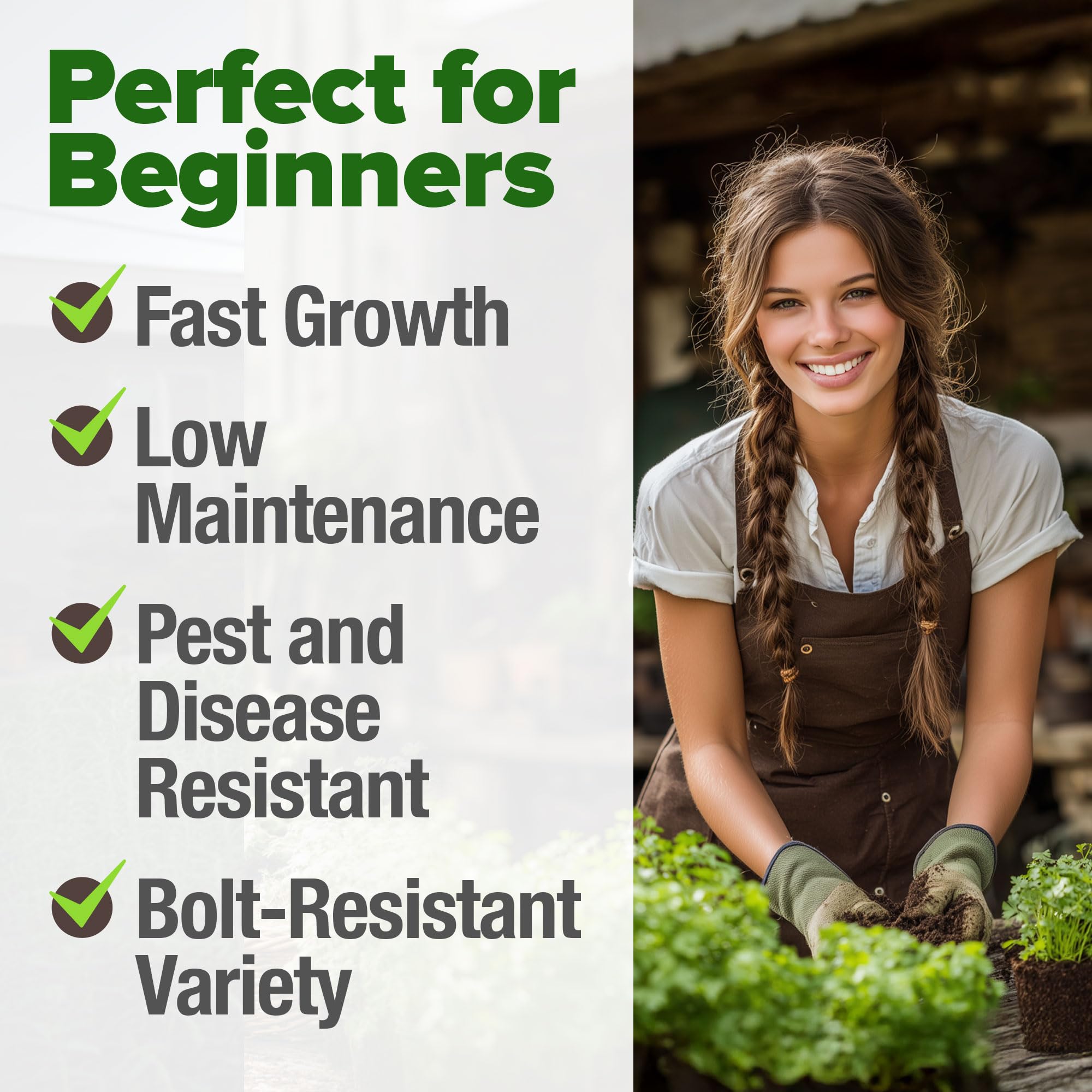 HOME GROWN non-GMO heirloom seeds for flavorful cilantro varieties.