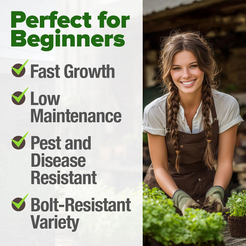 HOME GROWN non-GMO heirloom seeds for flavorful cilantro varieties.