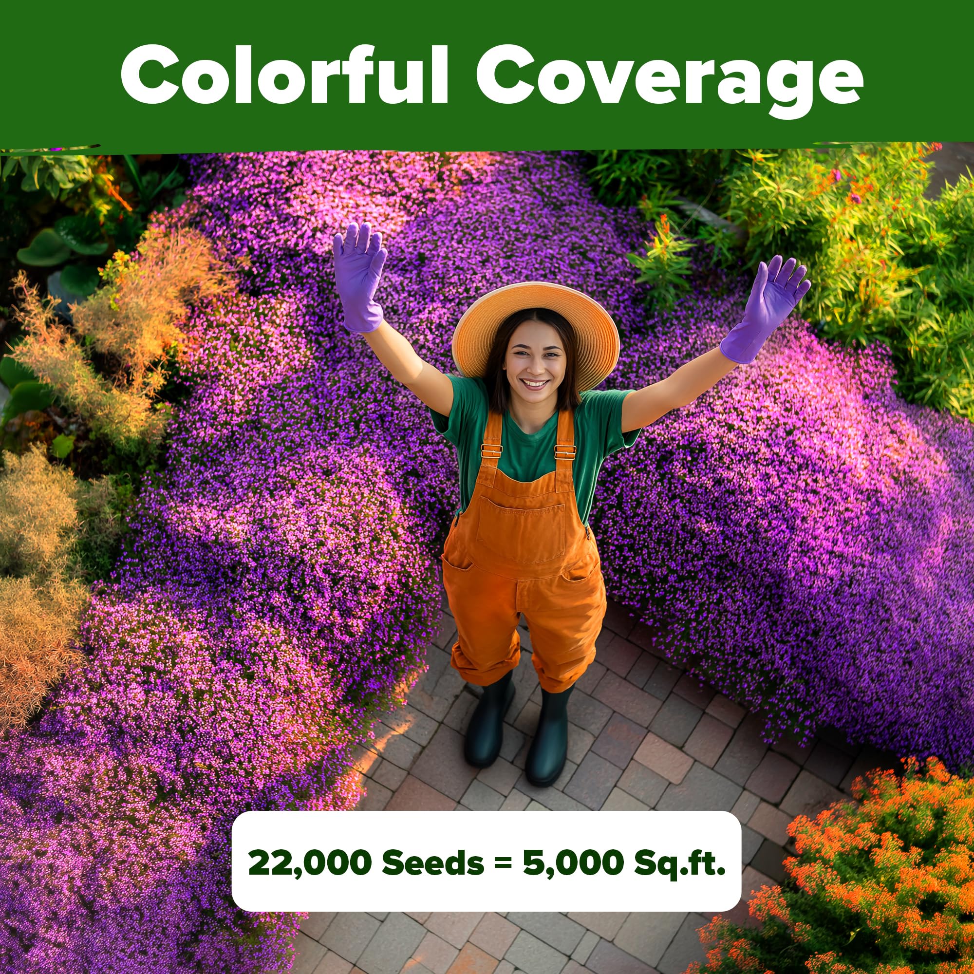 HOME GROWN Non-GMO thyme seeds ideal drought-tolerant ground cover