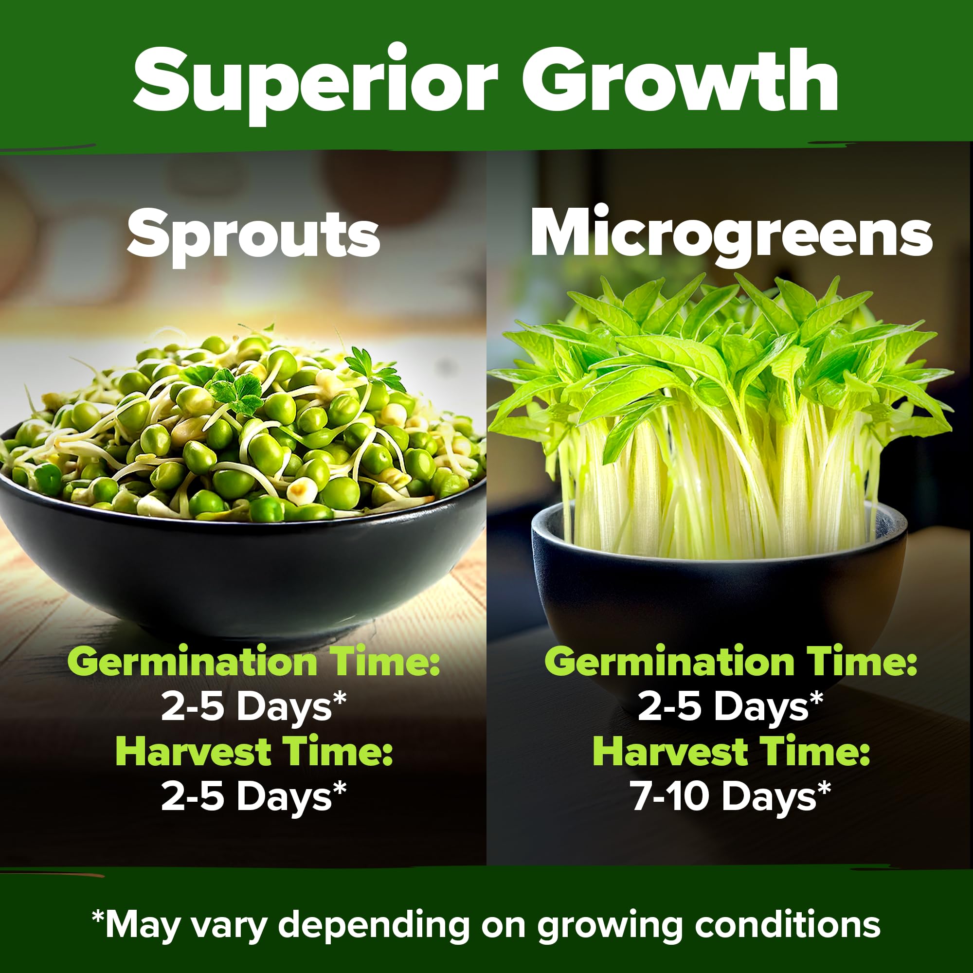 HOME GROWN nutrient-rich sprouts boosting salads and sandwiches.