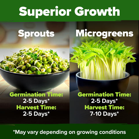 HOME GROWN nutrient-rich sprouts boosting salads and sandwiches.