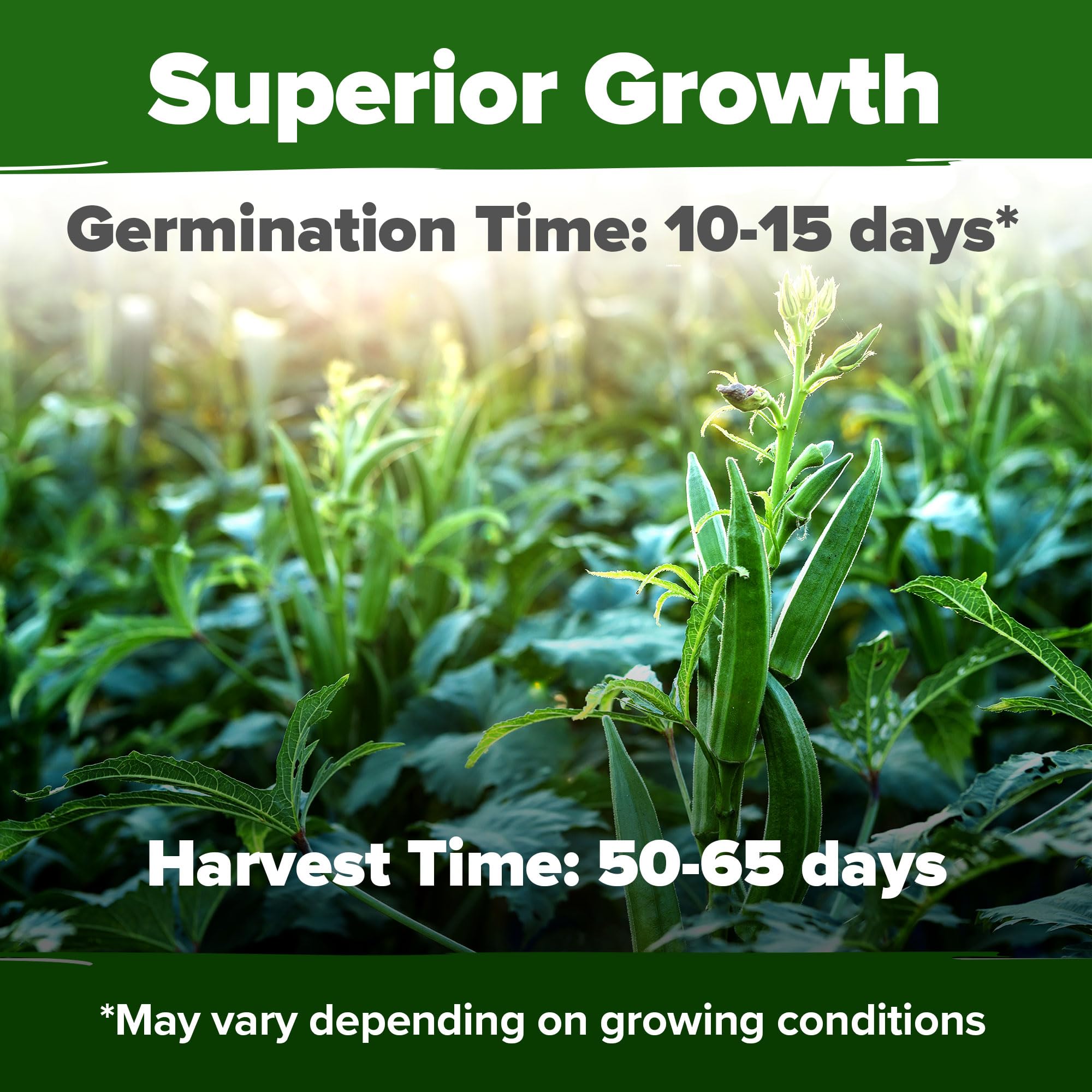 HOME GROWN okra seeds germination guide showing how to achieve steady sprouts