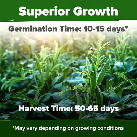 HOME GROWN okra seeds germination guide showing how to achieve steady sprouts