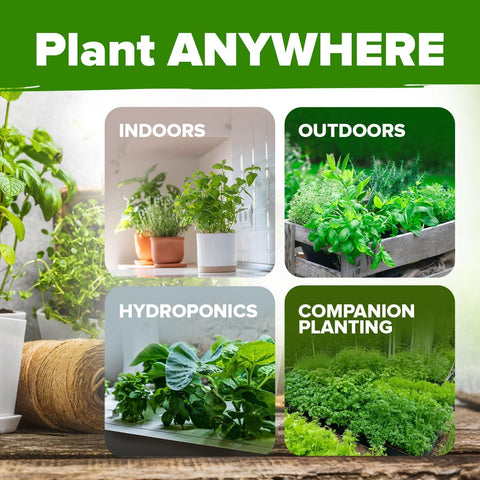 HOME GROWN herb seeds variety pack hydroponics-ready herbs for soil-free growing