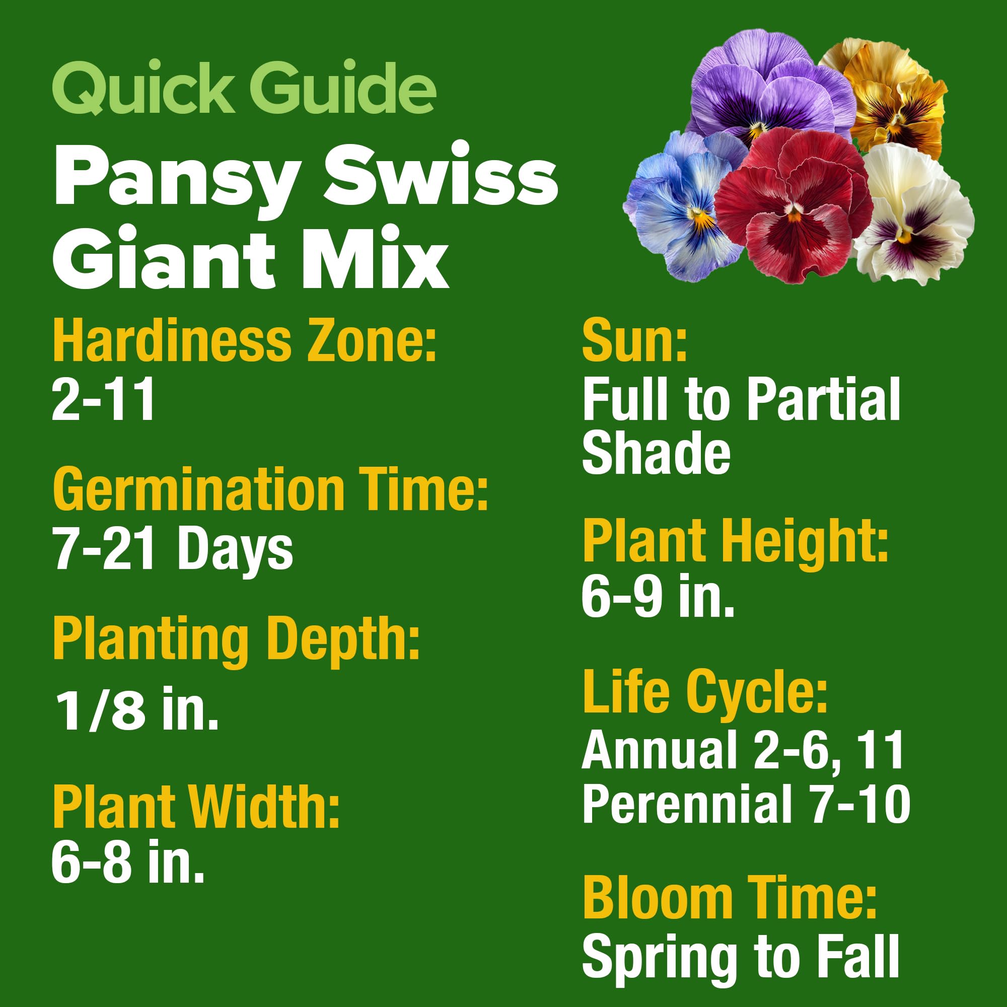 HOME GROWN Pansy Swiss Giants Mix early pollinator-friendly blooms