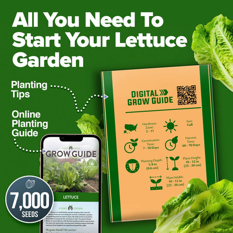 HOME GROWN crisp romaine leaves perfect for fresh salads.