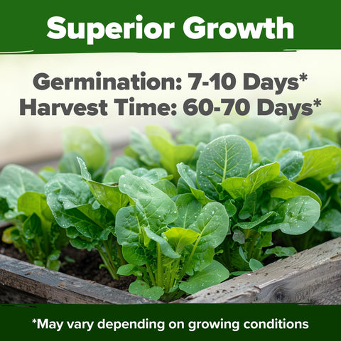HOME GROWN Parris Island seeds show high germination potential for strong sprouts.