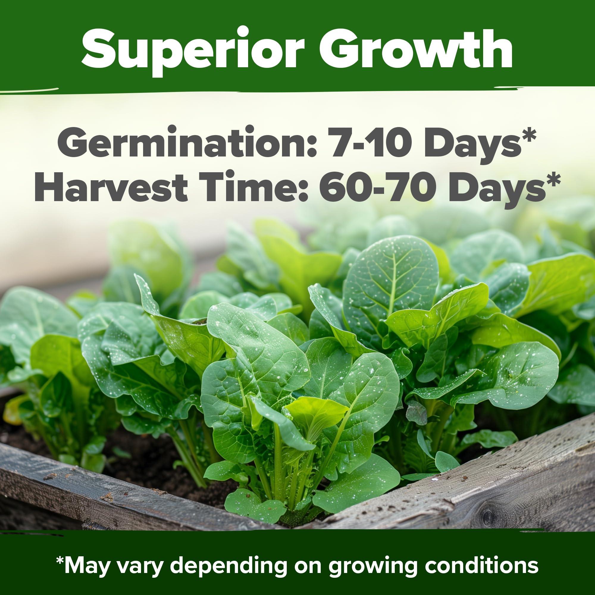 HOME GROWN Parris Island Romaine germination close-up shows strong sprouting potential.