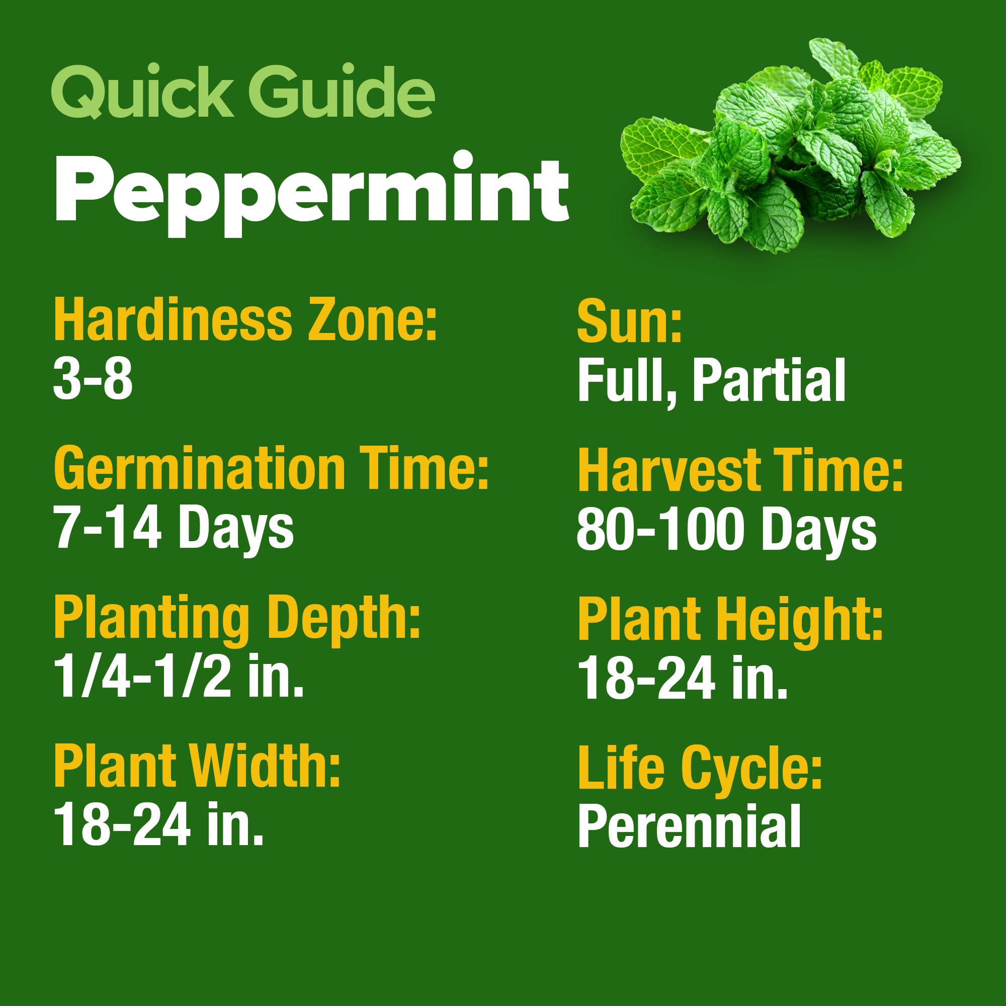 Gift-ready HOME GROWN peppermint seeds for gardeners and herb lovers