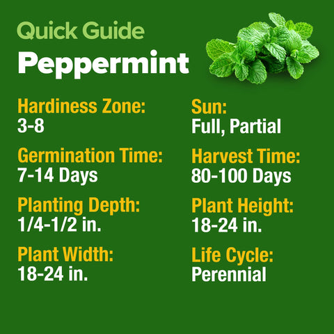 Gift-ready HOME GROWN peppermint seeds for gardeners and herb lovers
