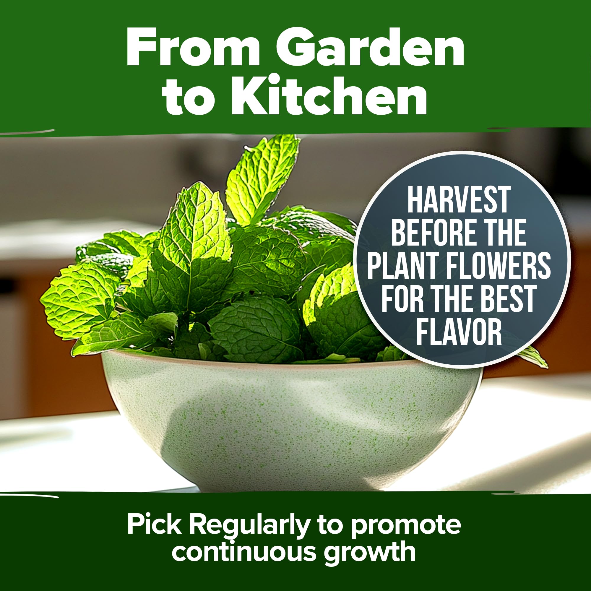 HOME GROWN peppermint seeds for drying into leaves later