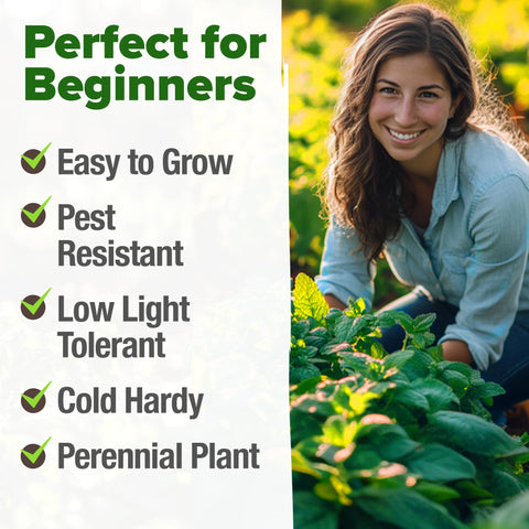 HOME GROWN peppermint seeds for fresh garden aromas and tea use