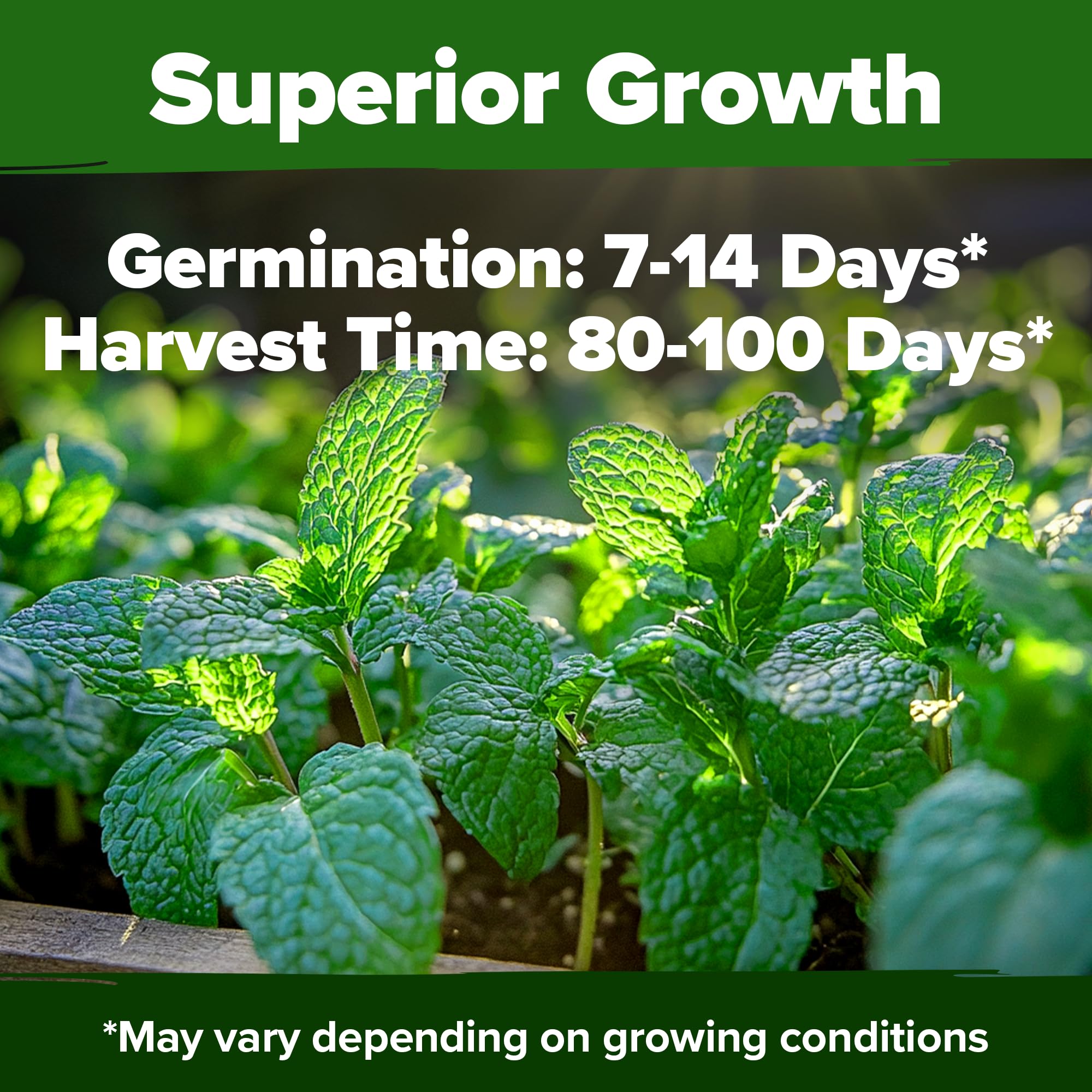 HOME GROWN peppermint leaves harvested, ideal for teas and cooking.