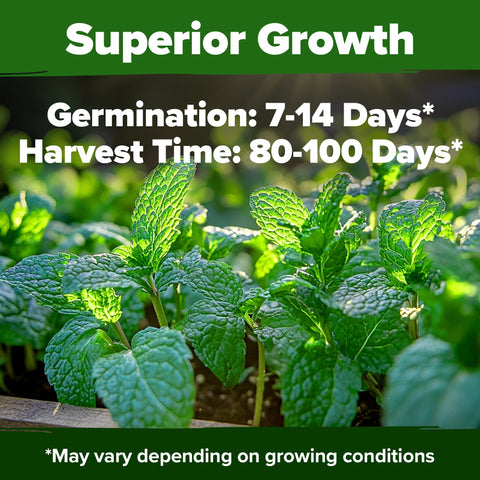 HOME GROWN peppermint leaves harvested, ideal for teas and cooking.
