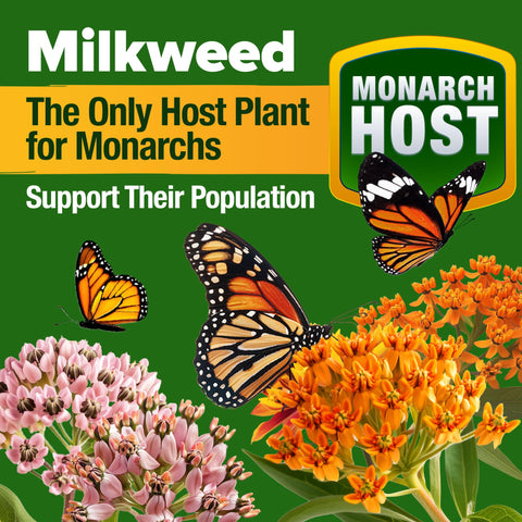 HOME GROWN Perennial wildflowers in bloom for year-round color